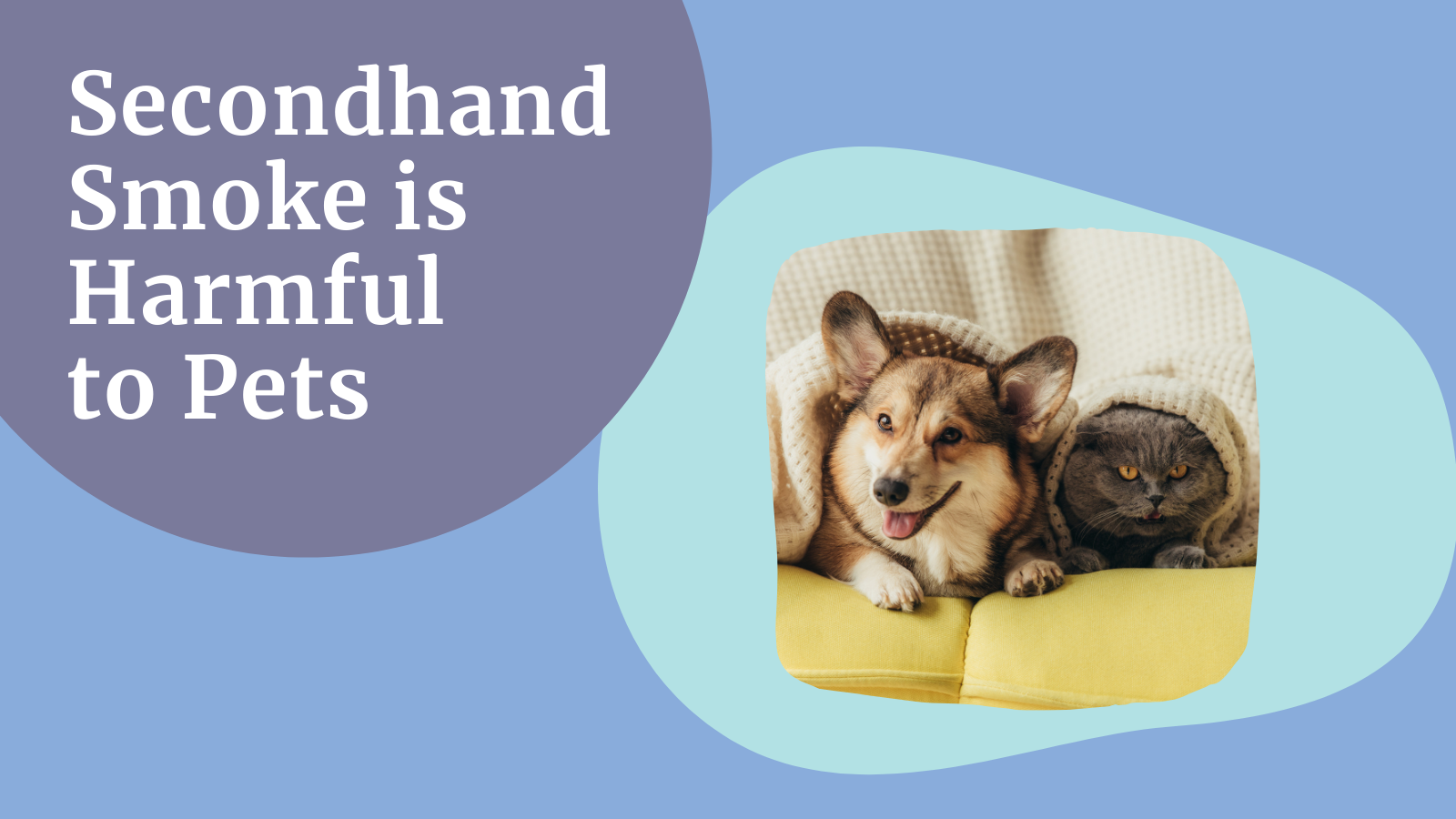 The words 'Secondhand Smoke is Harmful to Pets' over a photo of a corgi and a fluffy gray cat under a blanket.